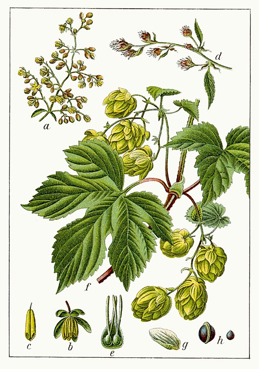 Humulus_lupulus